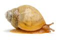 Lissachatina immaculata ssp South Africa albino shell juvenil
